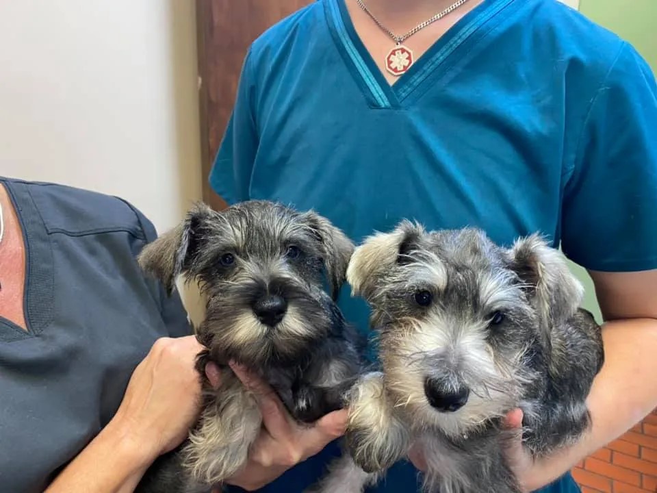 Two Dogs Held by Staff