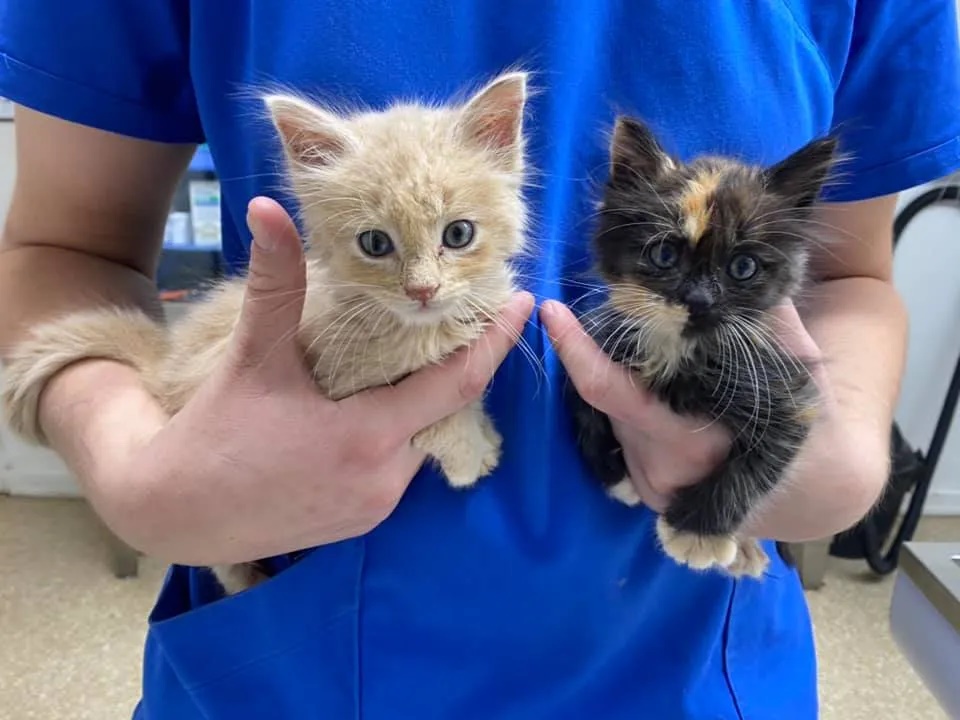 Two Kittens